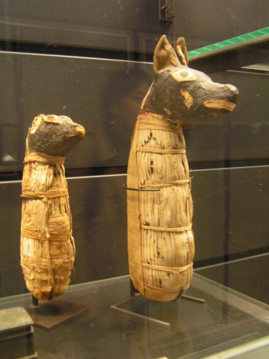 Momies de chiens (musee du Louvre)